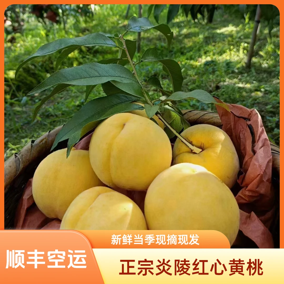 正宗炎陵黄桃红心锦园黄桃大果夏天新鲜当季水果包邮现摘现发
