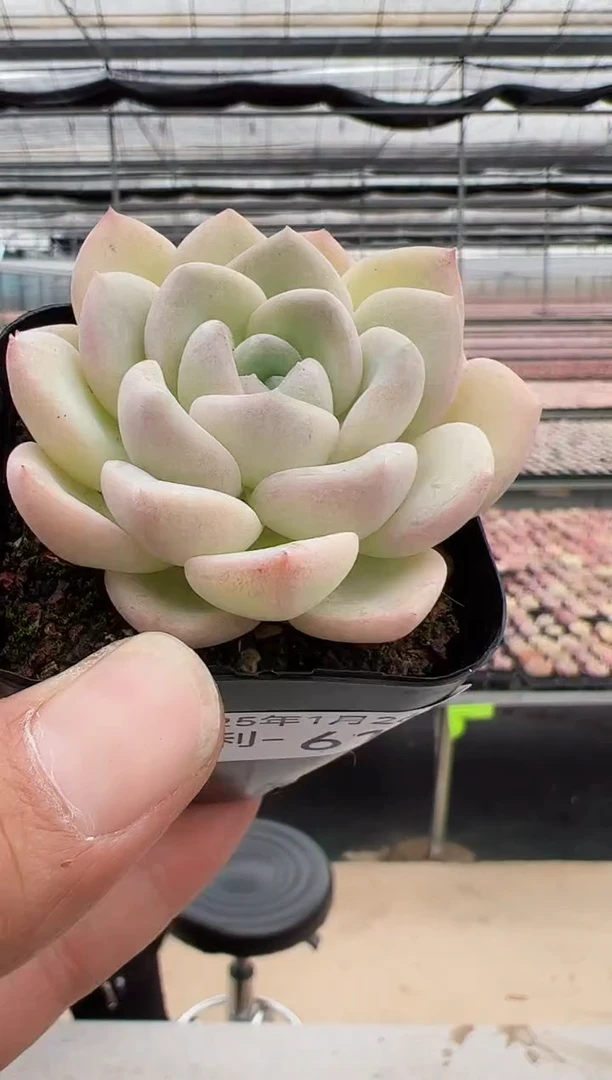 【闪购商品】福利款多肉-61