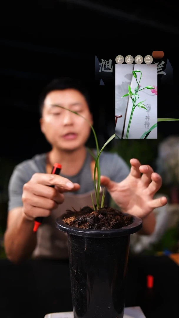 当前无花栽培后可以开花寒兰-绿玉素寄养（一物一拍）