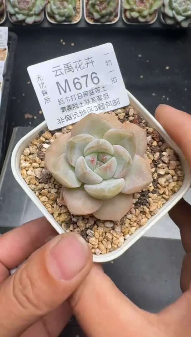 676M当天拍3颗包柚 带盆土纸巾打包 云禹花卉 珍妮多肉植物