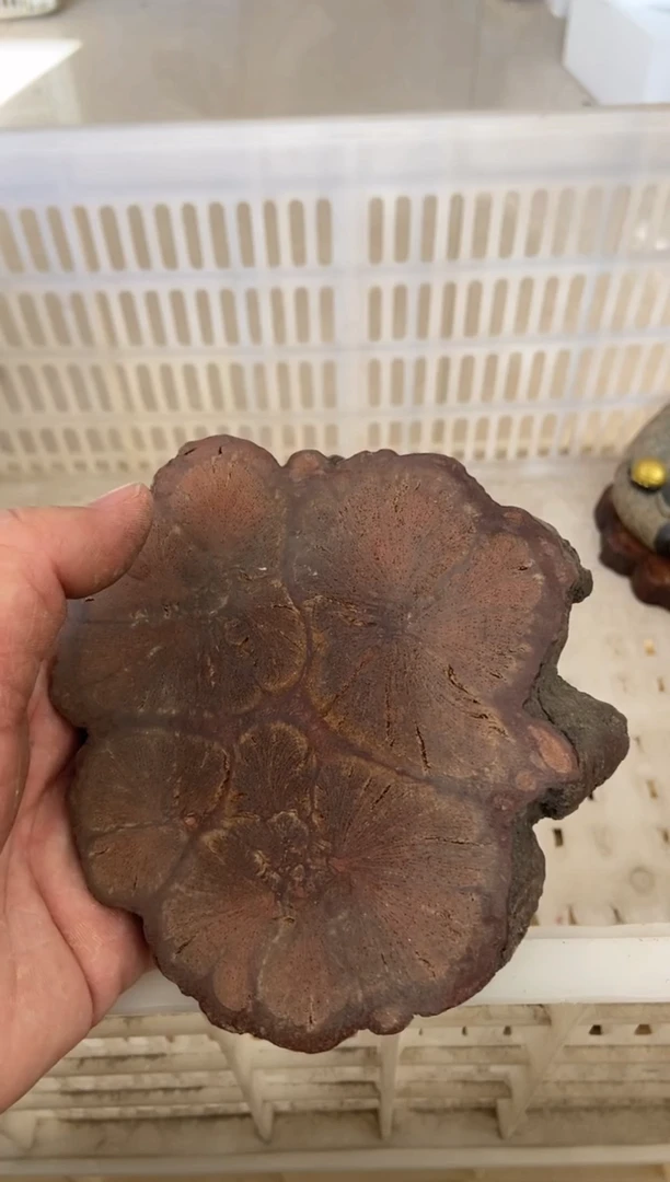 杯无运费险有瑕疵的摄影的产品有使用过的痕迹有点脏介意勿拍