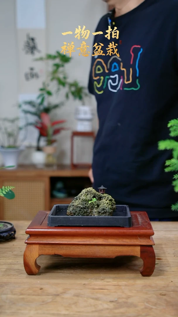 完全开放?***?768竹柏