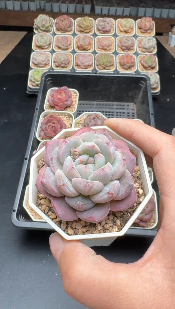 【闪购商品】792E号一物一拍多肉花卉植物3颗起发