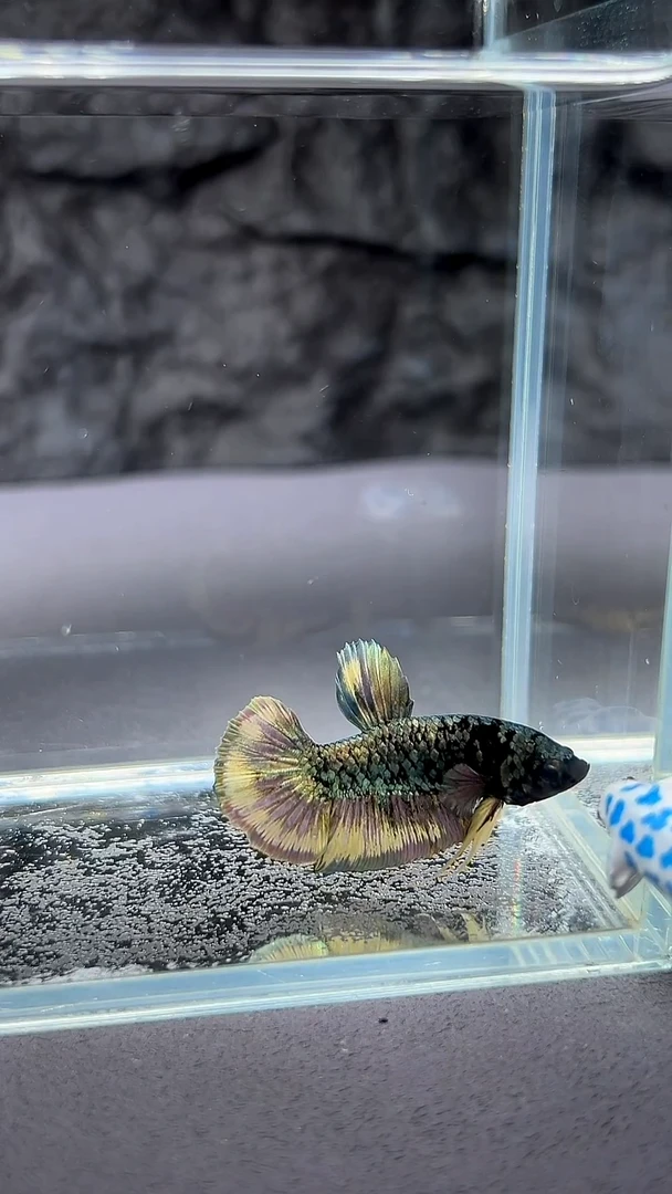 斗鱼竞拍链接A040