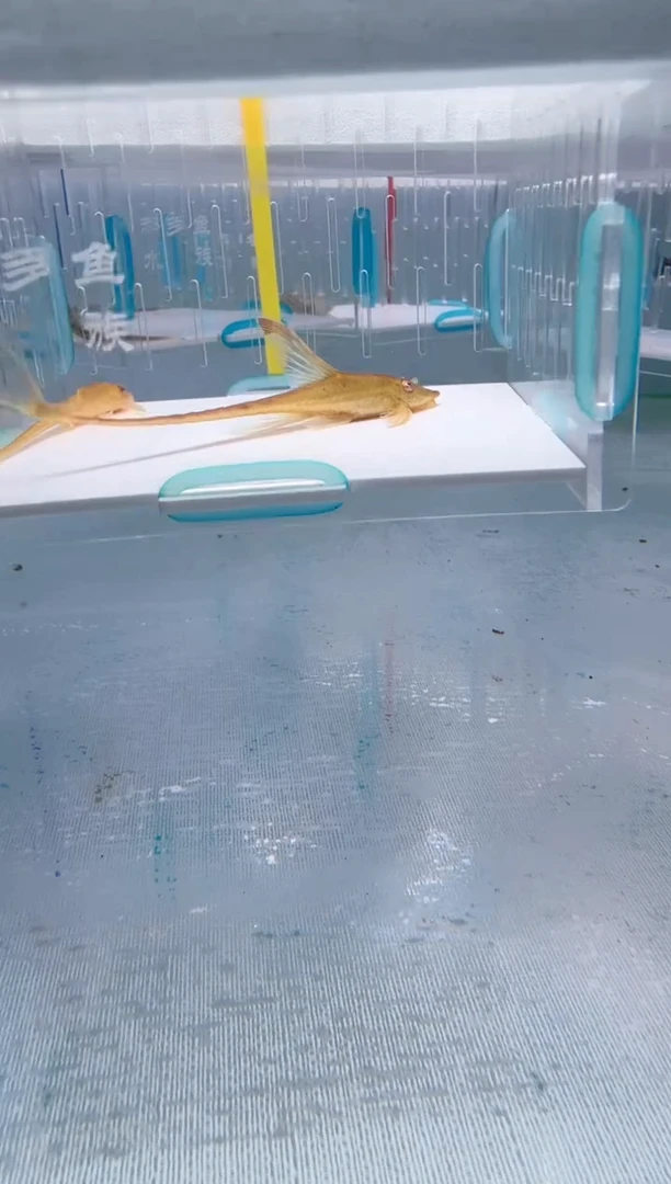 清道夫彼*7+不包入缸损23