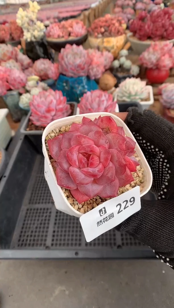 229琥珀多肉植物一物一拍