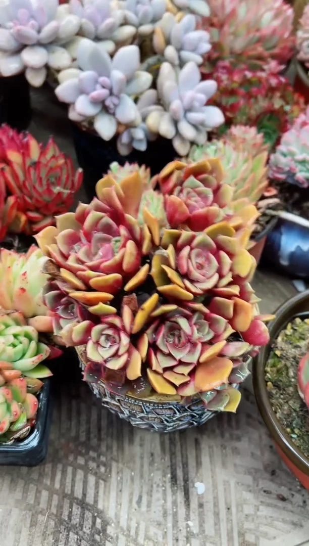 【闪购商品】10010