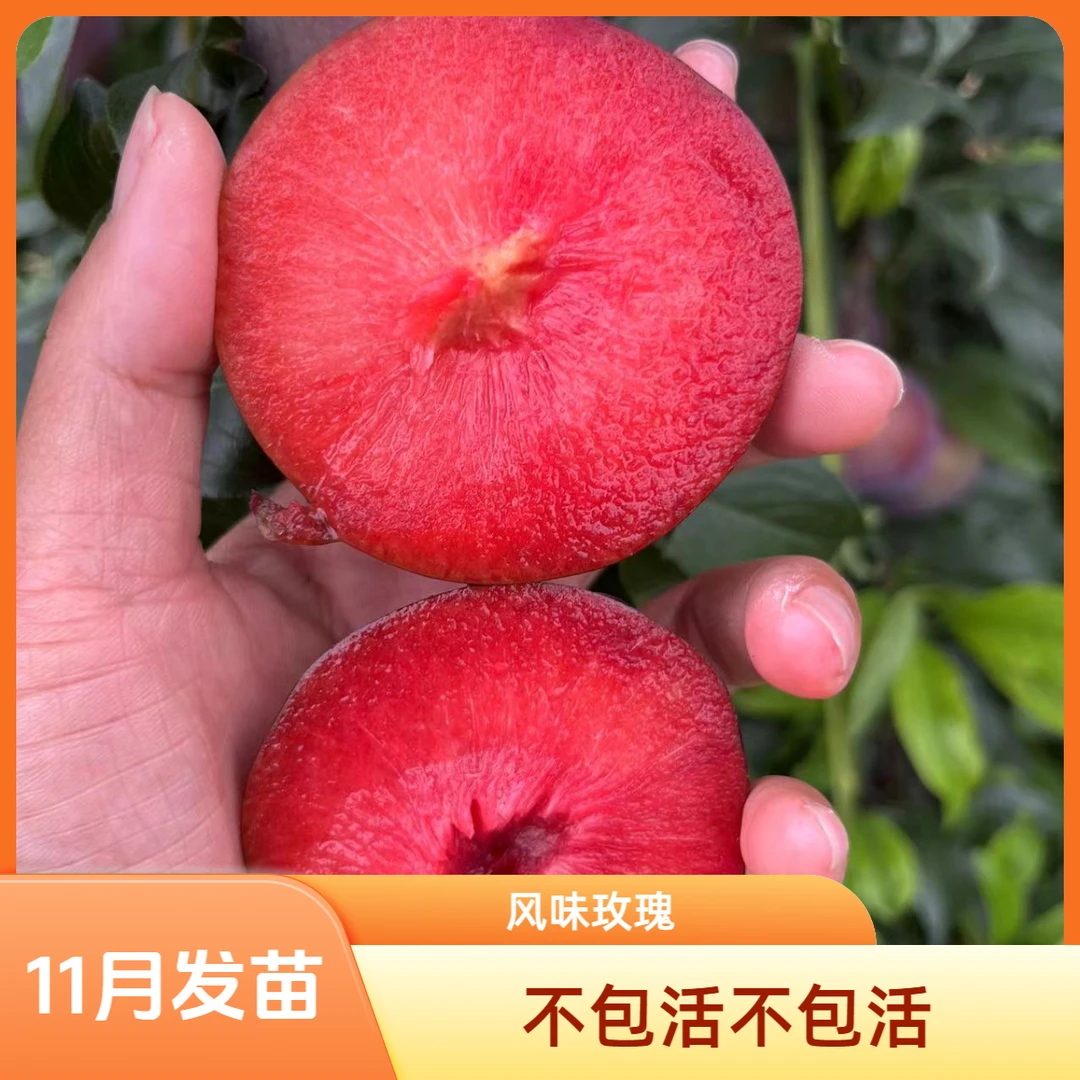 杏李风味玫瑰，一年苗裸根苗不包活