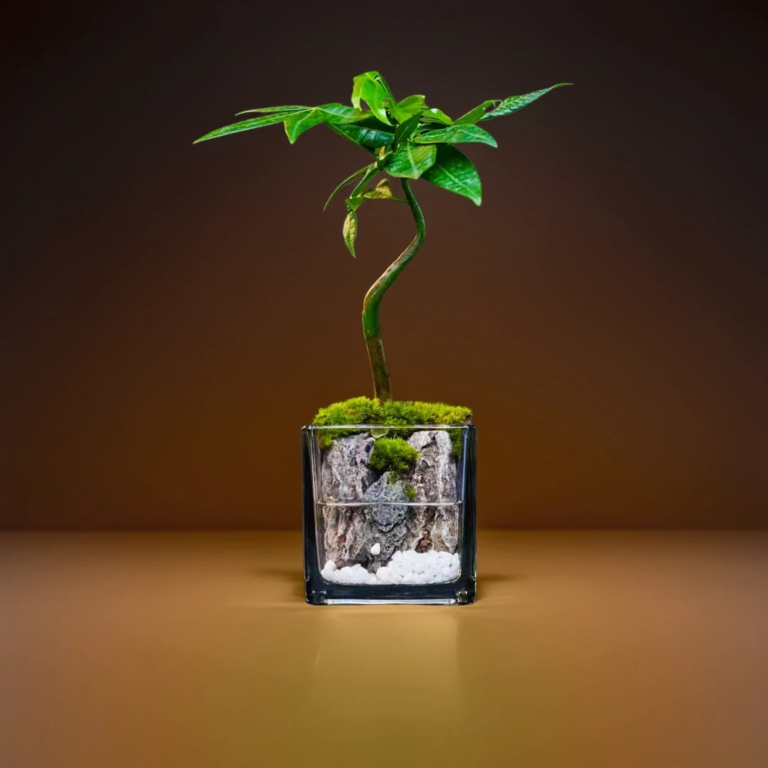 发财树成品创意绿植景观