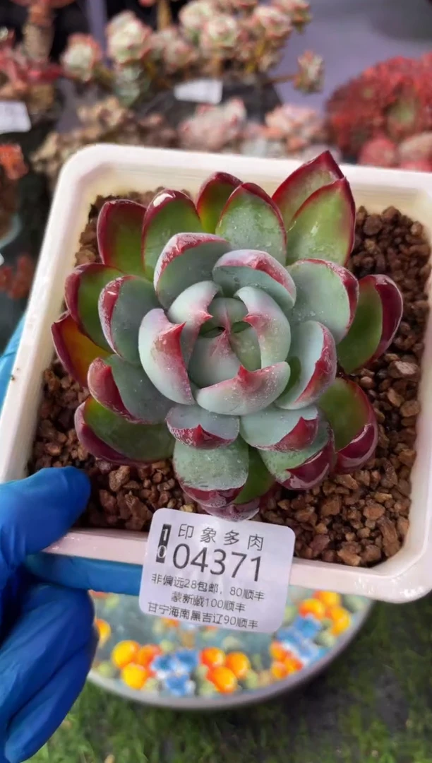 昆明印象多肉04371