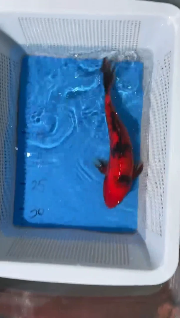 锦鲤包邮拍开箱视频和爆氧视频包售后