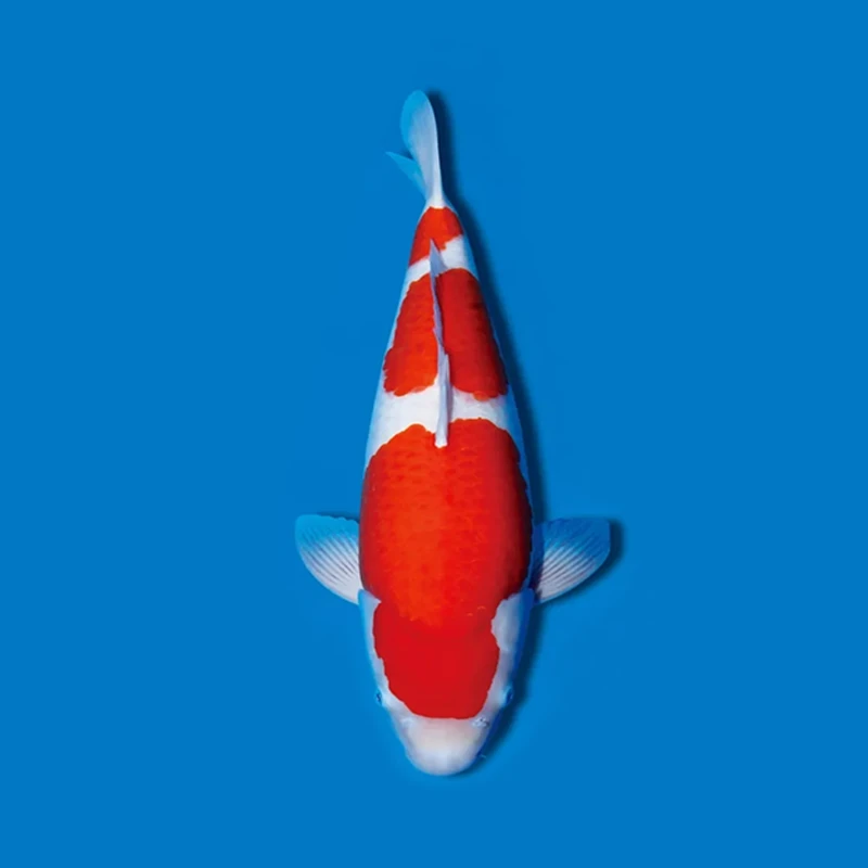 1号链接观赏鱼直播下单