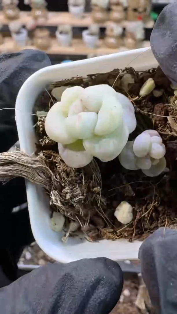 【闪购商品】142号到手1框-江北多肉