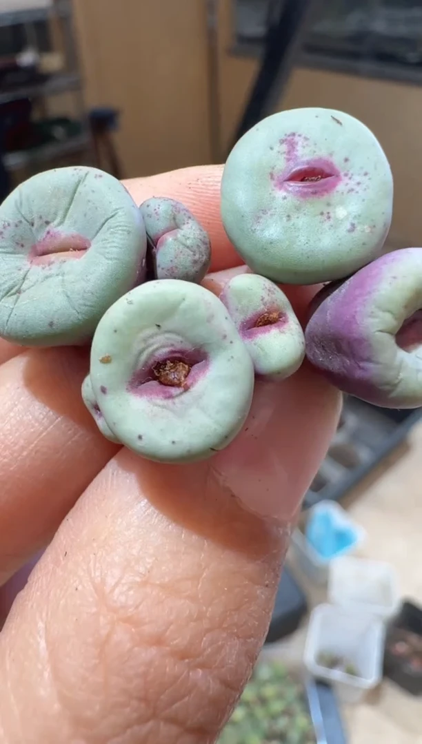 239多肉植物肉锥红嘴一颗