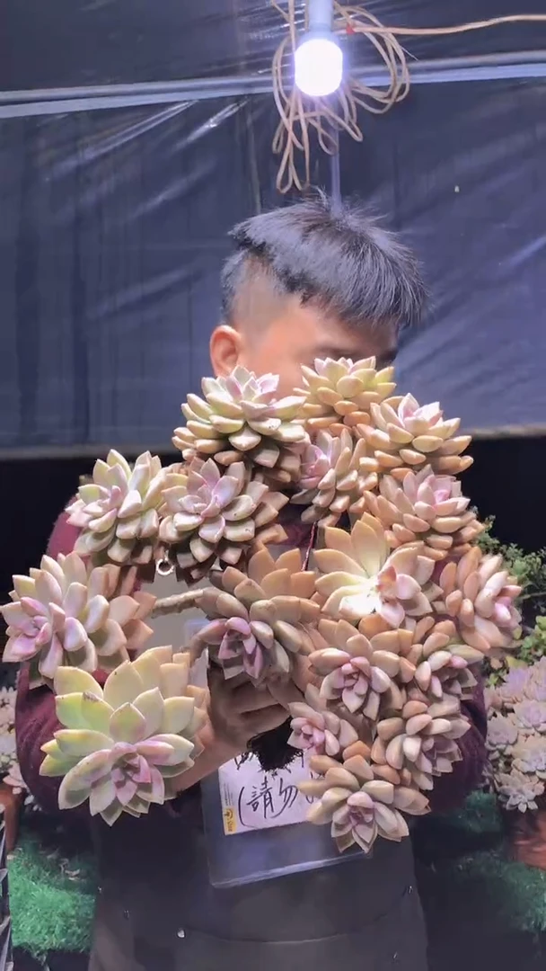 169淡雪缀化一物一拍