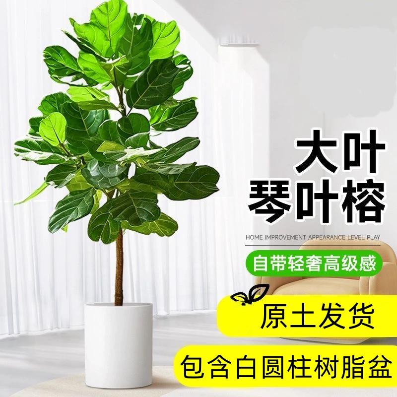 【花伴水】大型植物大叶琴叶榕室内橡皮树简约北欧风绿植盆景