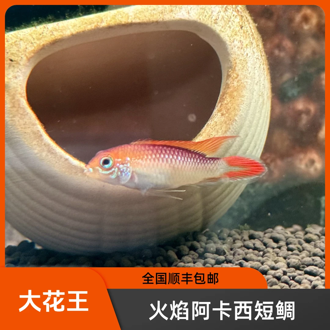 火焰阿卡西-南美短鲷-全国顺丰包邮（个别地区补差价）
