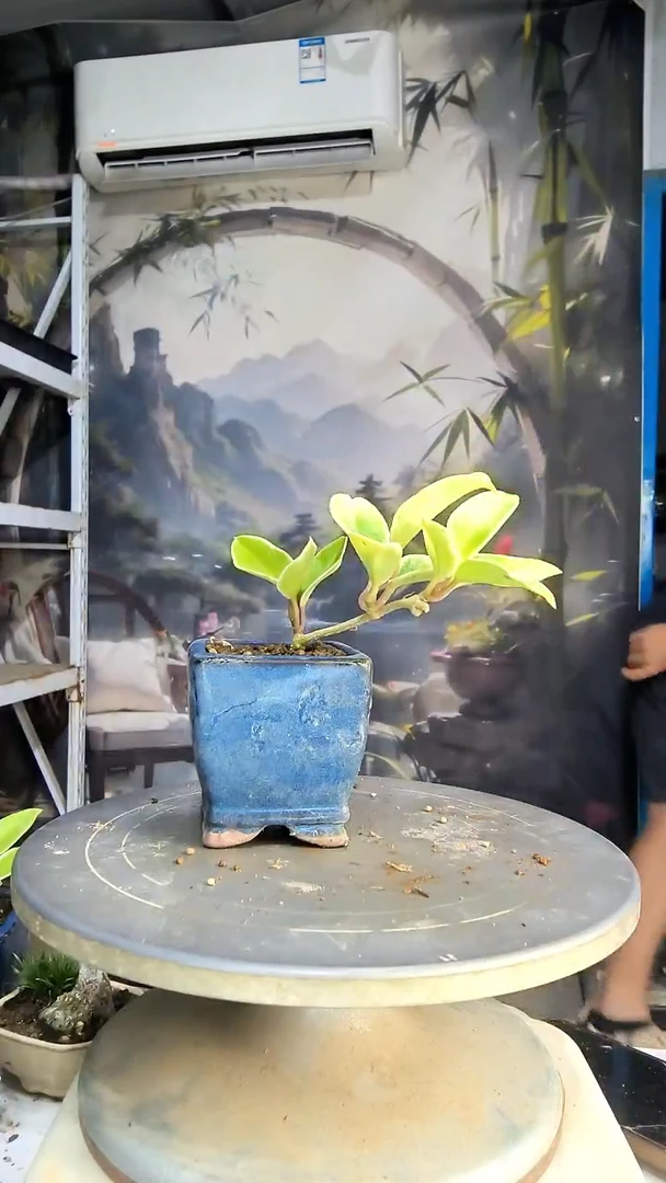 蓬***头中青园艺一物一拍176