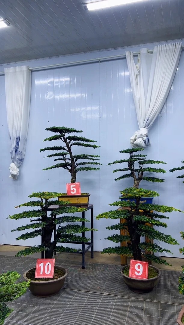 无花朵特**斯9号000000000000000000