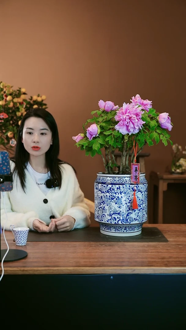 【闪购商品】盆景牡丹花