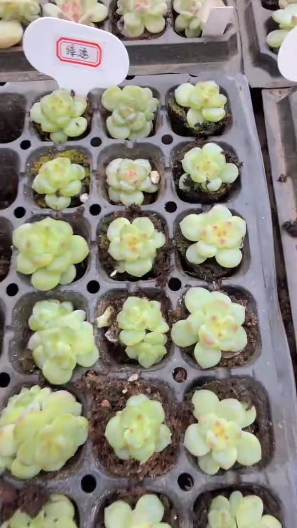 绿透 量拍混发 满9.9包邮