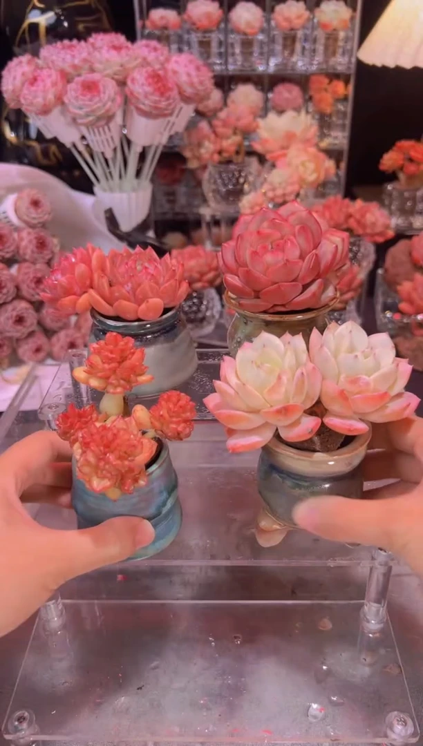 【闪购商品】无土4棵双头组合3号带拇指盆