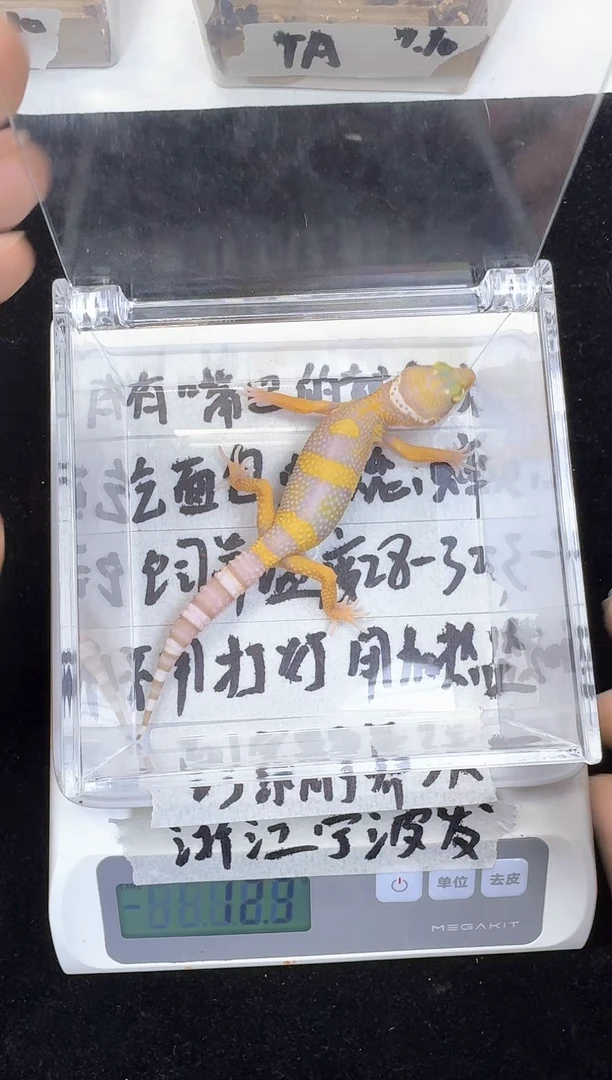 豹纹守宫豹纹守宫167