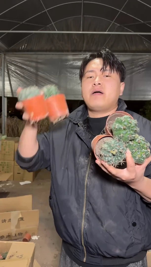 5颗 绯花玉 4-6cm 不指定带花苞