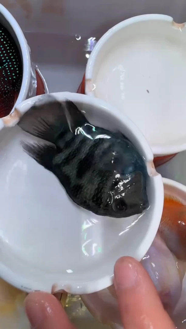 鹦鹉鱼宝蓝母1条