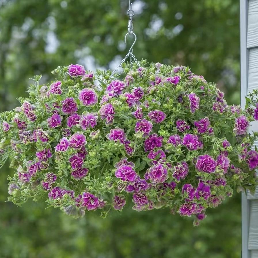 【2盆组合矮牵牛]】可垂吊花期长花量大阳台庭院