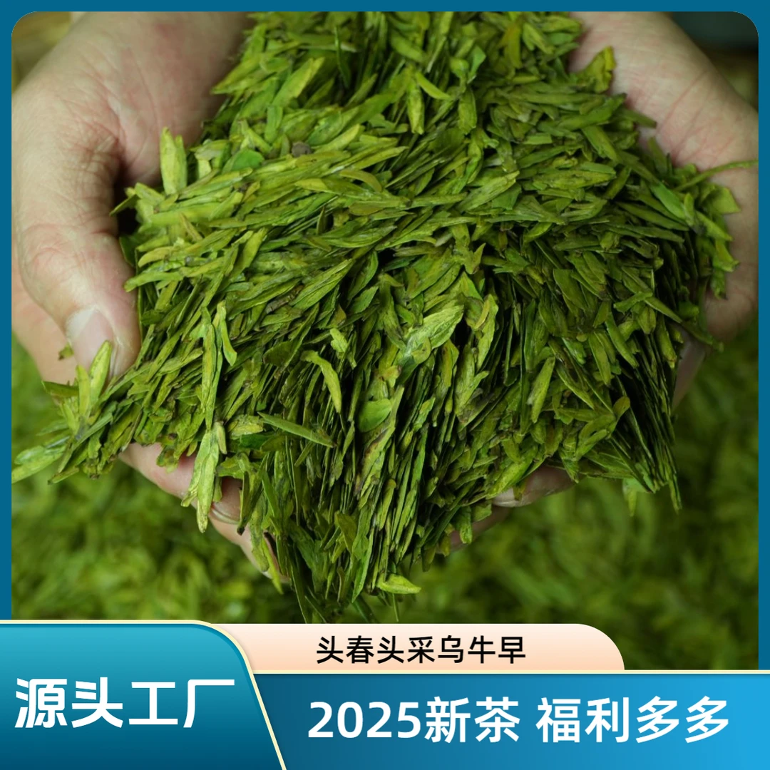 2025新茶  头采乌牛早茶  头春头采 源头直供