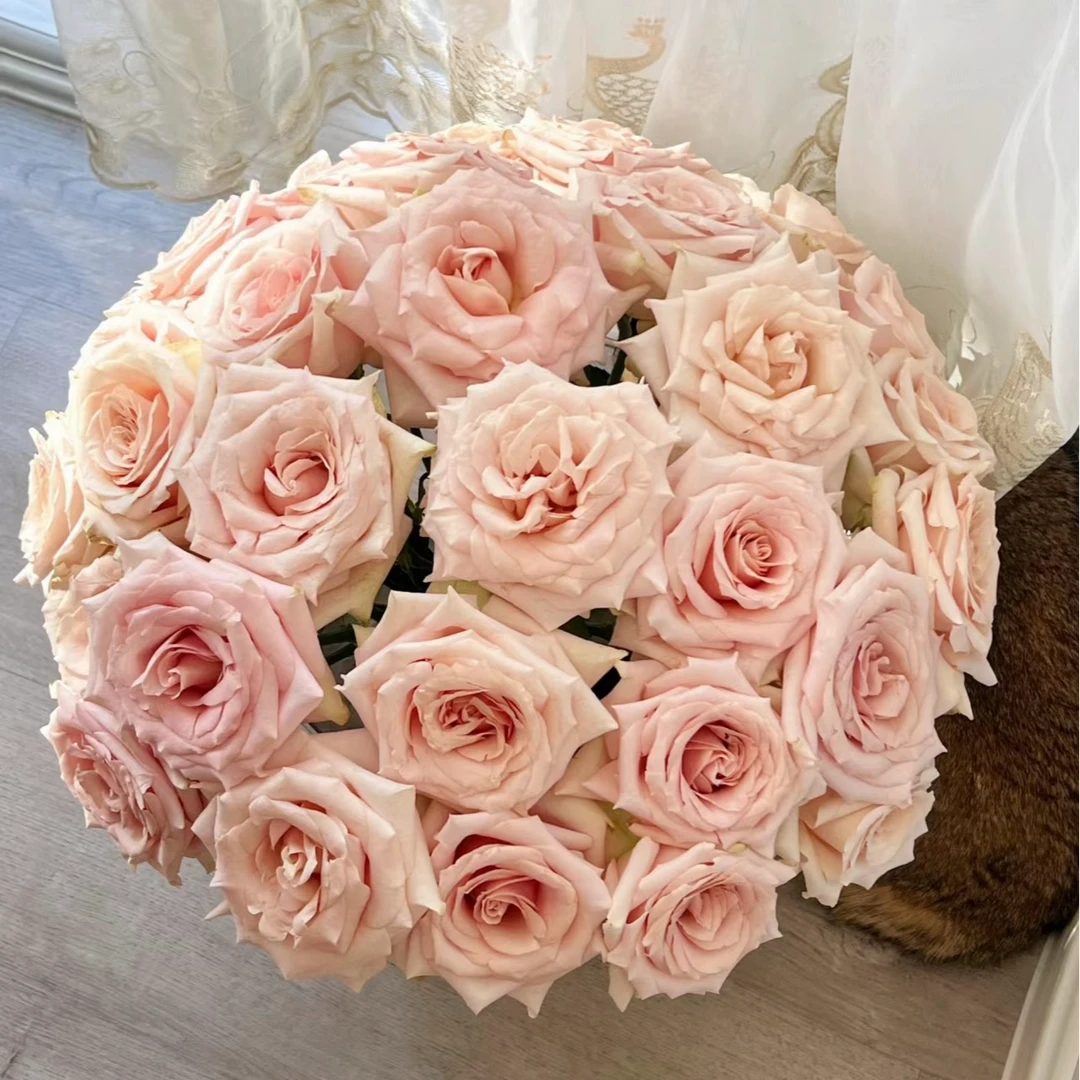 【流沙单头玫瑰】任意两单及两单以上鲜花顺丰包邮发货