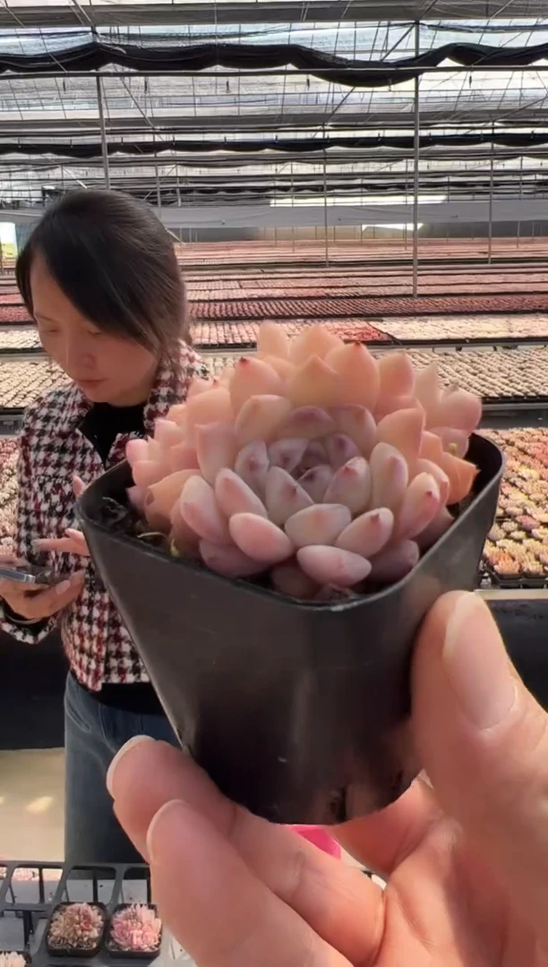 【闪购商品】粉红泡泡