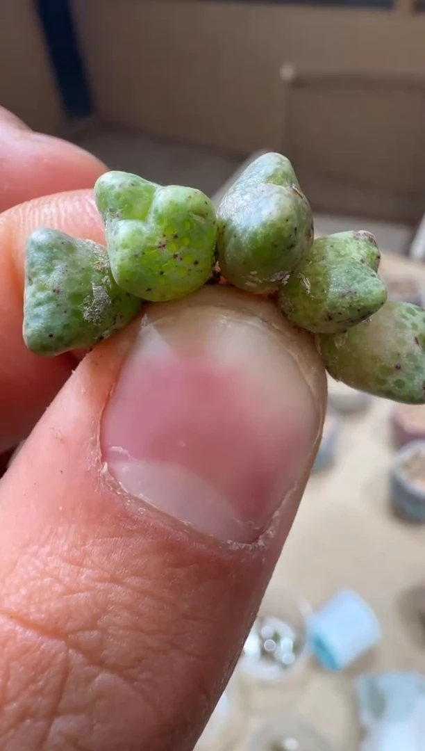 5-152多肉植物肉锥鹿角斑马一颗