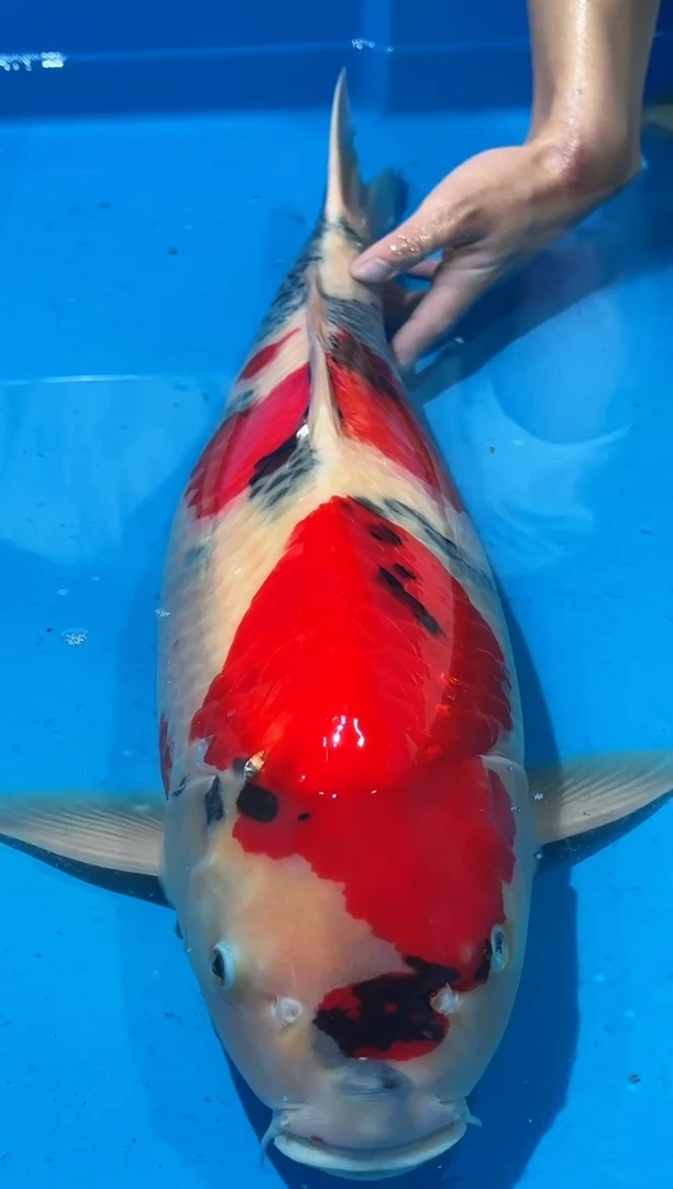 锦鲤佛山金隆锦鲤直播专用闪购链接，不支持7天无理由退货退款