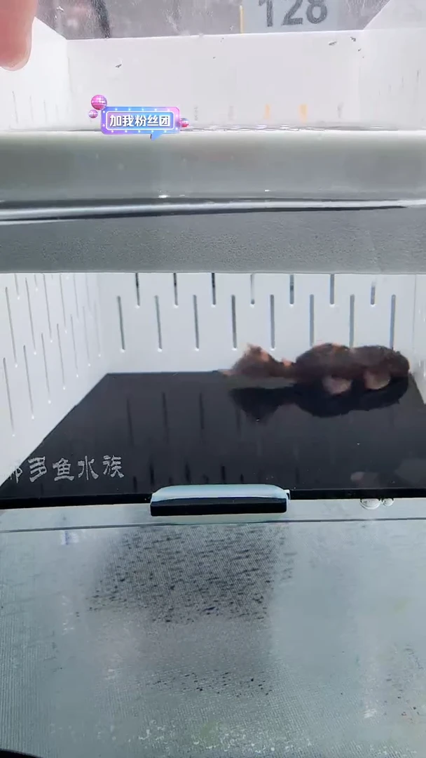 清道夫5.6不包入缸损128