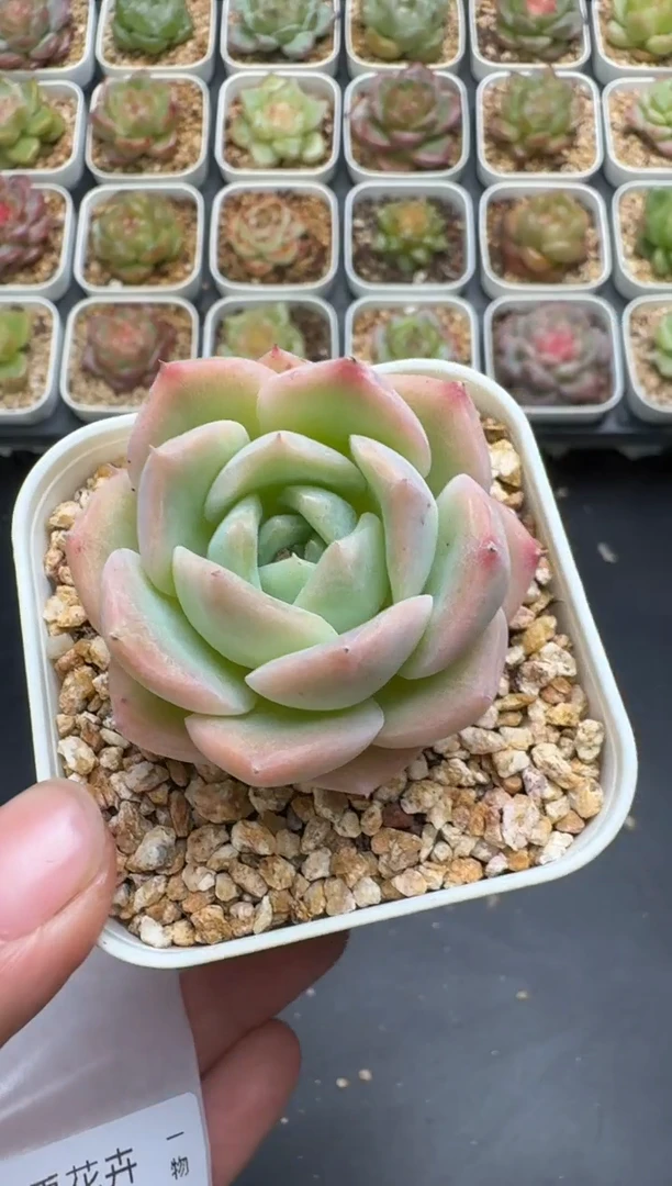 259G云禹多肉植物 脱土纸巾打包 3颗包邮