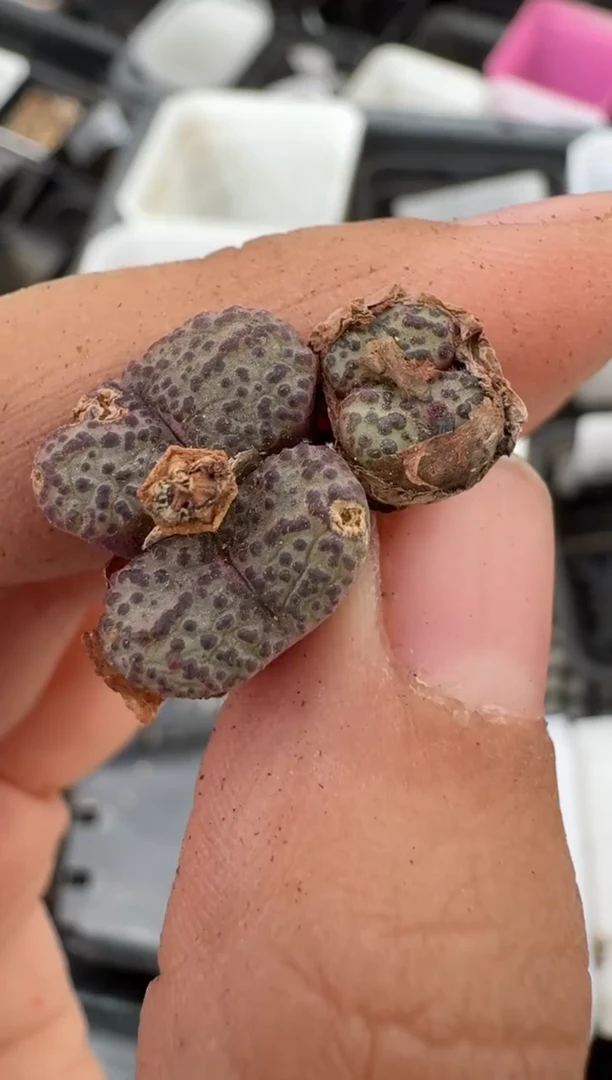 美丽的肉石头10-9