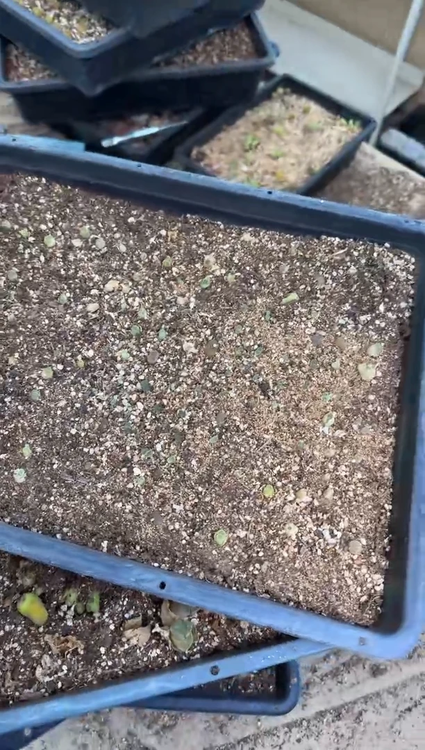10-434多肉植物肉锥