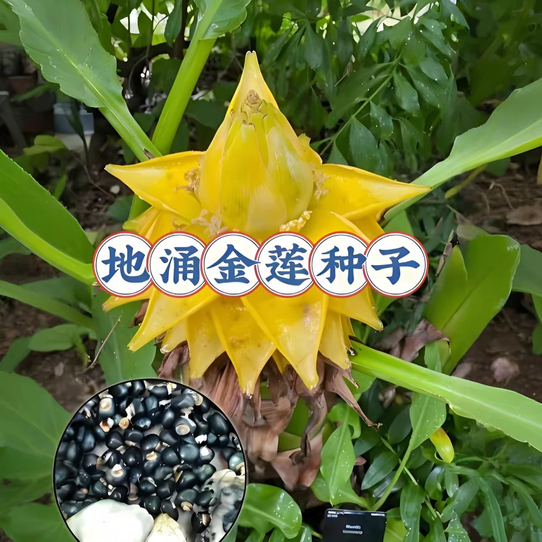 地涌金莲花种子家庭阳台小院四季种植盆栽地栽