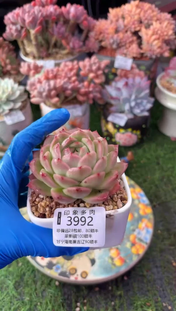 昆明印象多肉3992