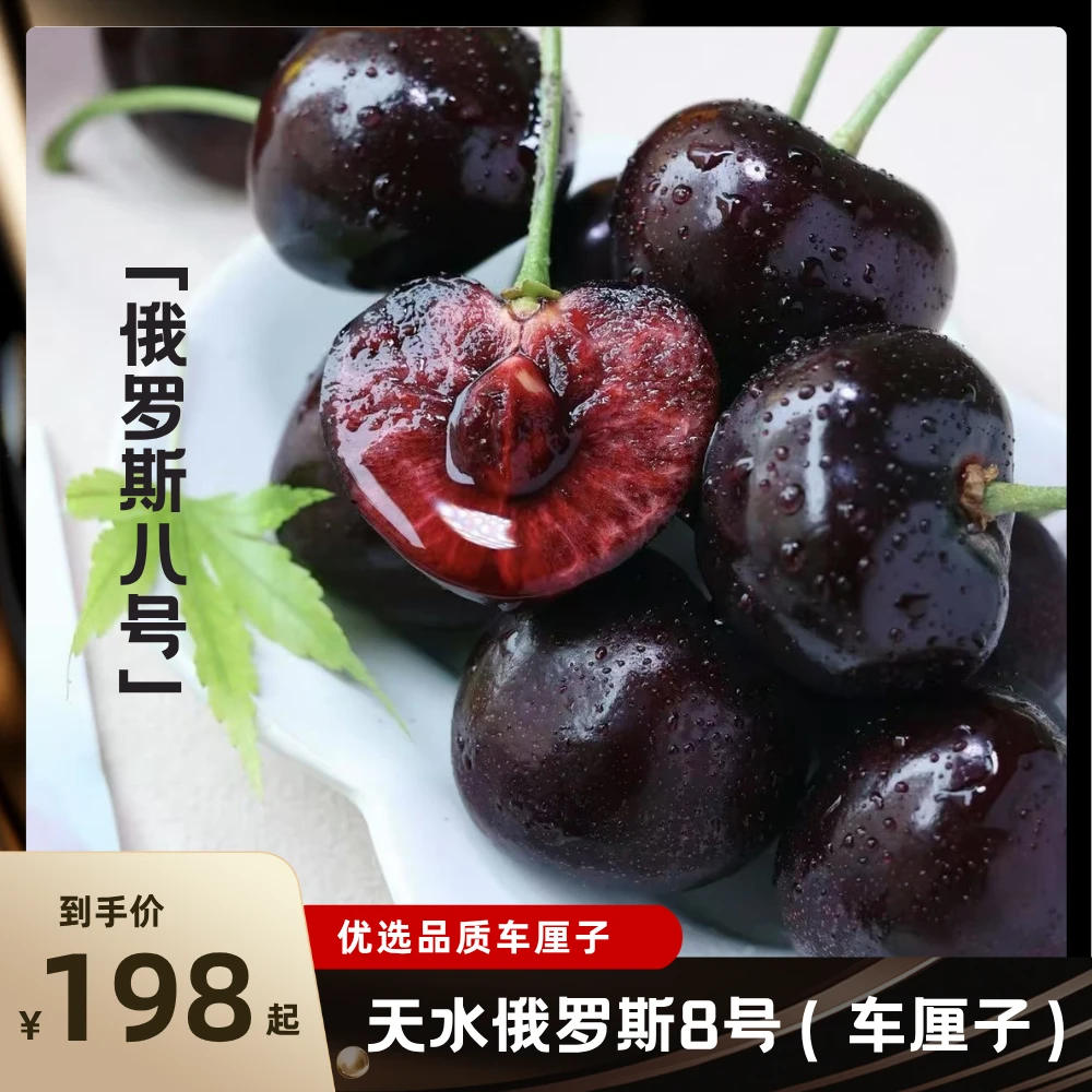 【省外专拍】天水俄罗斯8号车厘子樱桃