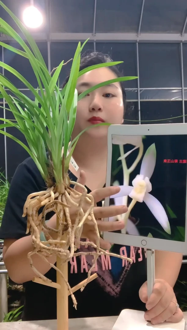当前无花朵，栽培后可花朵龙*青山玉泉