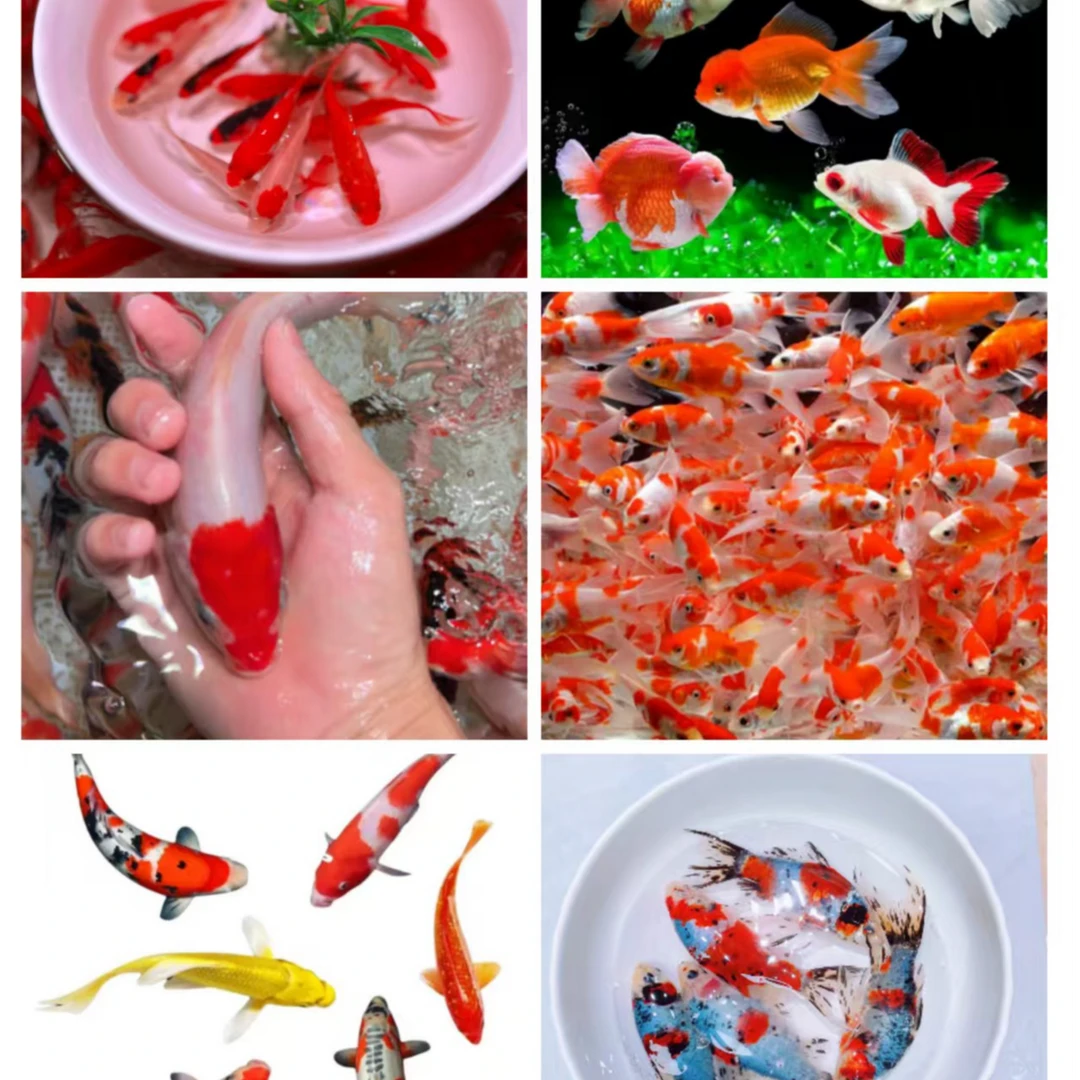 【合集】精品观赏鱼荟萃（锦鲤、金鱼、玉兰花、火焰红、凤尾红白金鱼）