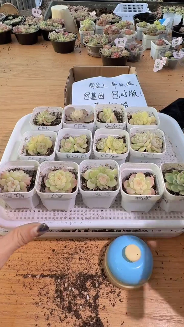 1025  财富组合13盆全家福