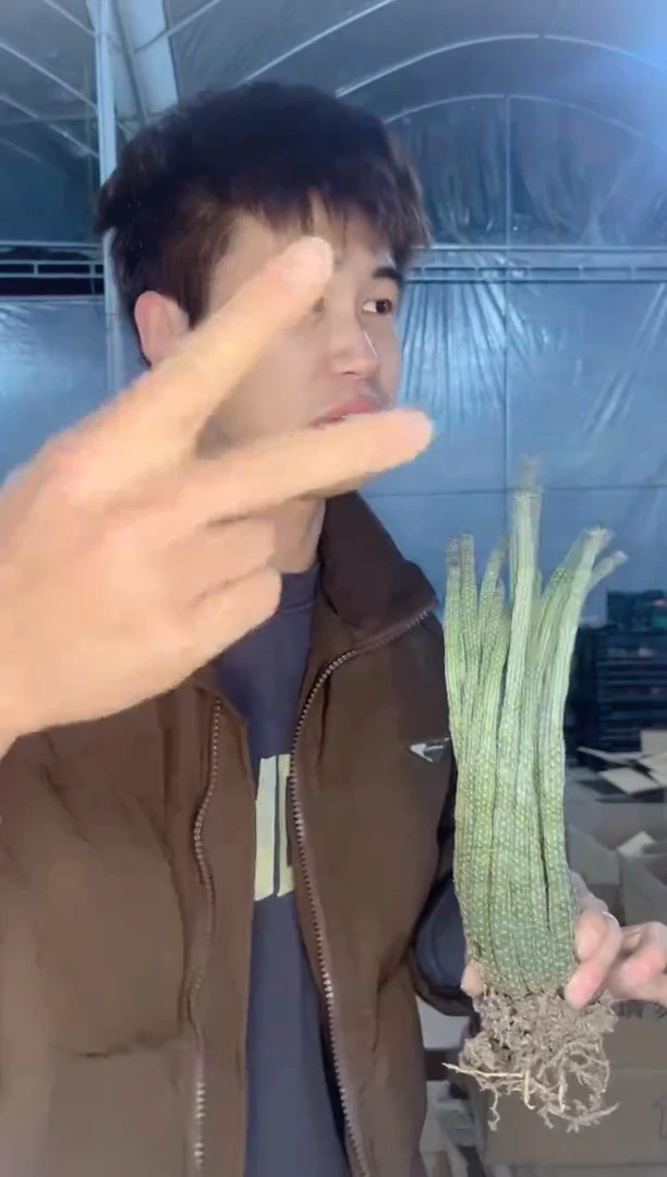 【闪购商品】银妞群生