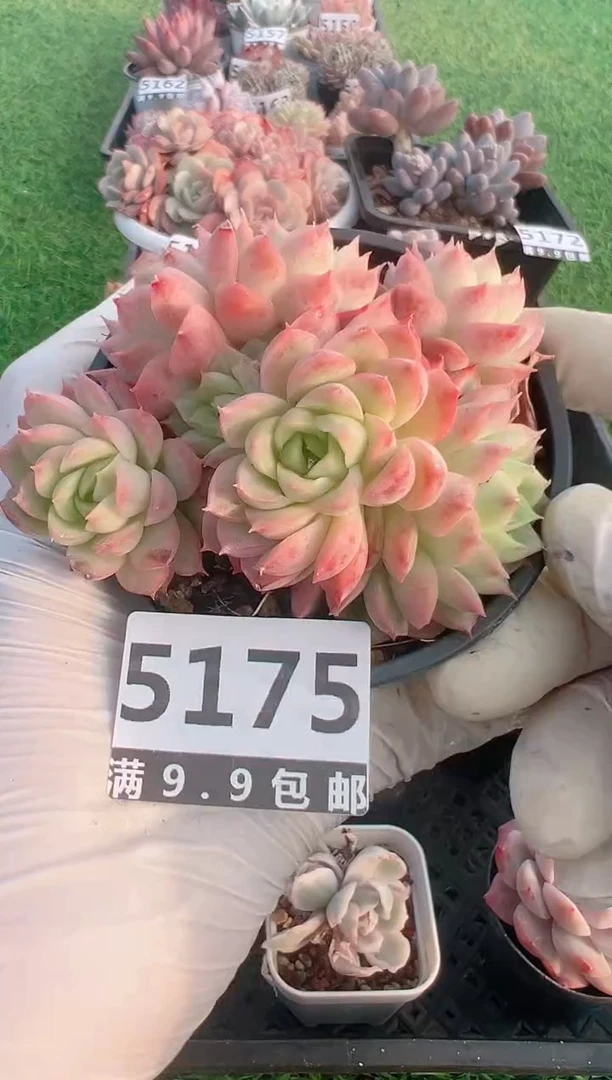 【闪购商品】信福多肉一物一拍1