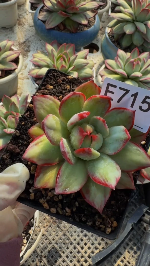 E715惊鸿仙子（裸根发货）