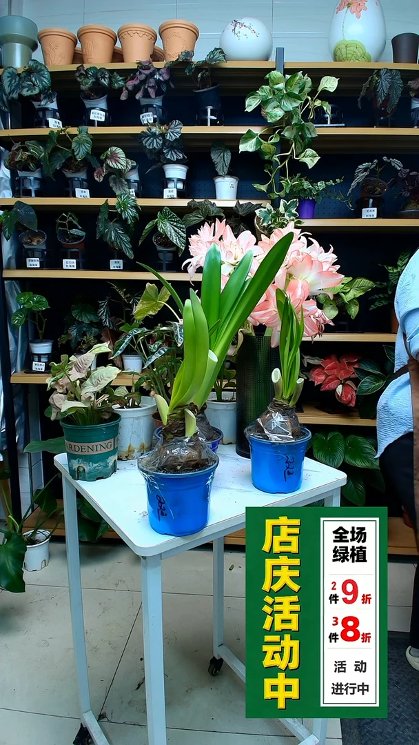 完全开放玲**洋朱顶红花后球
