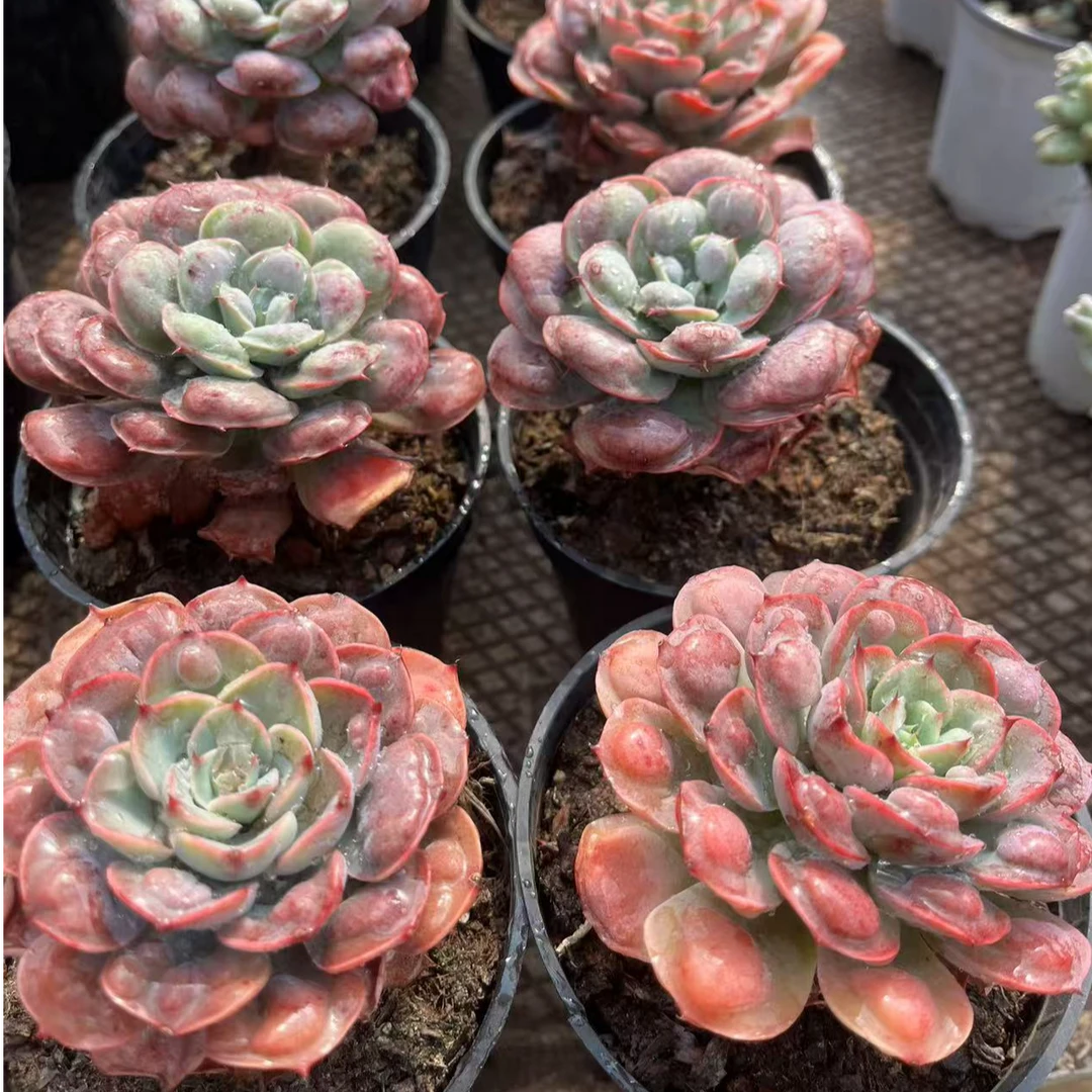 6月2日1101-1200云南多肉基地直发一物一拍满18包邮